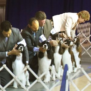 Mountaineer and South Hills Kennel Club dog show: Gallery